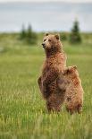 Coastal Brown Bears Standing Up in a Sedge Field in Lake Clark National Park-Andrew Czerniak-Framed Photographic Print