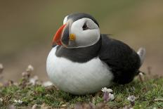 Puffin, Wales, United Kingdom, Europe-Andrew Daview-Photographic Print