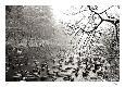 Collectable Print