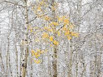 Fall Birch-Andrew Geiger-Photographic Print