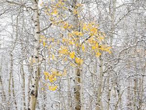 Fall Birch by Andrew Geiger