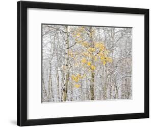 Beautiful Birch artwork for sale, Posters and Prints | Art.com