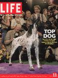 German Pointer, Carlee, Won Best in Show, 129th Westminster Kennel Club Dog Show, March 11, 2005-Andrew Hetherington-Photographic Print