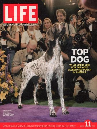 'German Pointer, Carlee, Won Best in Show, 129th Westminster