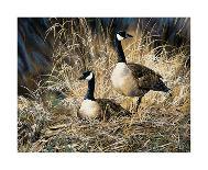 Lifetime Mate- Geese-Andrew Kiss-Mounted Art Print