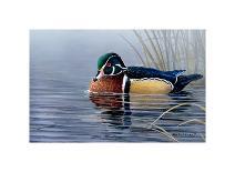 Male Wood Duck-Andrew Kiss-Mounted Art Print