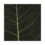 Bo Leaf III-Andrew Levine-Giclee Print