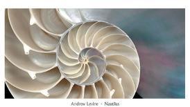 Nautilus-Andrew Levine-Framed Art Print