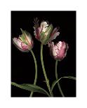 Parrot Tulips II-Andrew Levine-Giclee Print