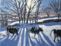 Bright Morning and Snow Covered Trees, Morzine-Andrew Macara-Giclee Print