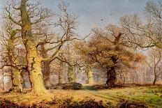 Oak Trees in Sherwood Forest, 1877-Andrew Maccallum-Framed Premier Image Canvas