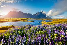 Blooming Lupine Flowers on the Stokksnes Headland on the Southeastern Icelandic Coast. Iceland, Eur-Andrew Mayovskyy-Photographic Print