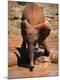 Photographic Print