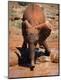 Photographic Print