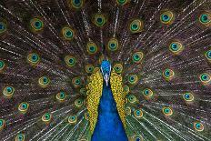 Indian Peacock-Andrew Michael-Photographic Print