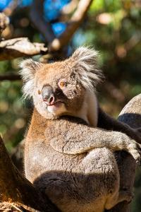 Koalas Art For Sale Prints Paintings Posters Framed Wall