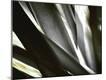 Premium Photographic Print
