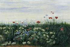 Poppies, Daisies and Other Flowers by the Sea-Andrew Nicholl-Giclee Print