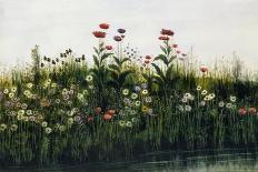 Poppies, Daisies and Other Flowers by the Sea-Andrew Nicholl-Giclee Print