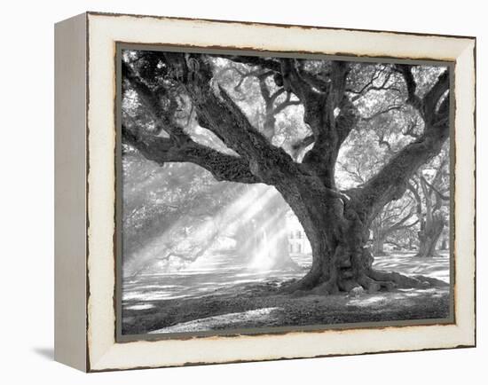 Andrew Oak, Afternoon Light-William Guion-Framed Stretched Canvas