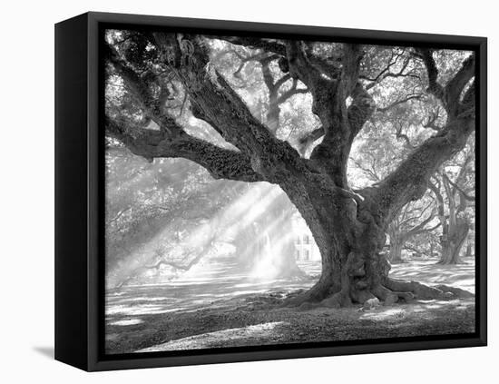 Andrew Oak, Afternoon Light-William Guion-Framed Stretched Canvas