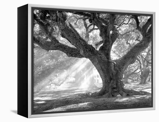 Andrew Oak, Afternoon Light-William Guion-Framed Stretched Canvas