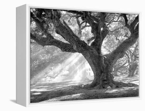 Andrew Oak, Afternoon Light-William Guion-Framed Stretched Canvas