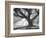 Andrew Oak, Afternoon Light-William Guion-Framed Premium Giclee Print