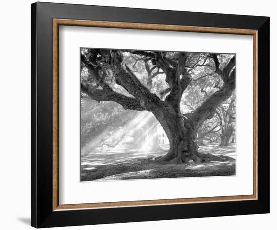 Andrew Oak, Afternoon Light-William Guion-Framed Premium Giclee Print