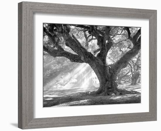 Andrew Oak, Afternoon Light-William Guion-Framed Art Print