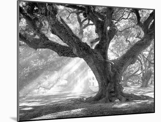 Andrew Oak, Afternoon Light-William Guion-Mounted Art Print