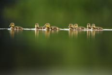 A Line of Mallard (Anas Platyrhynchos) Ducklings Swimming on a Still Lake, Derbyshire, England, UK-Andrew Parkinson-Photographic Print