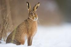 Brown hare adult walking across snowy field, Derbyshire, UK-Andrew Parkinson-Photographic Print