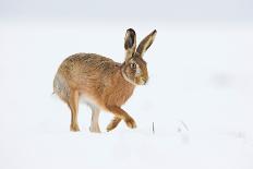 Brown hare adult walking across snowy field, Derbyshire, UK-Andrew Parkinson-Photographic Print