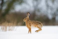 Brown Hare (Lepus Europaeus) Adult Female (Mid-Air) Leaping Out of Her Form in Snow-Andrew Parkinson-Photographic Print