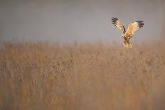 Marsh Harrier (Circus Aeruginosus) Adult Male in Flight Hunting over Reedbed at Dawn, Norfolk, UK-Andrew Parkinson-Photographic Print