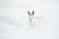 Brown hare skidding to a halt in a snow covered field, UK-Andrew Parkinson-Photographic Print