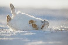 Red fox cub wandering through pine forest in evening, UK-Andrew Parkinson-Premier Image Canvas