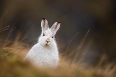 Red fox cub wandering through pine forest in evening, UK-Andrew Parkinson-Premier Image Canvas