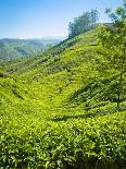 A Tea Plantation in Munnar, Kerala, India-Andrew Pini-Mounted Photographic Print