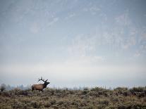 Large Bull Elk Bugling During the Rut in Grand Teton National Park-Andrew R. Slaton-Framed Photographic Print