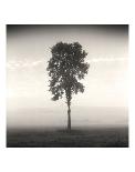 Tree, Study, no. 3-Andrew Ren-Giclee Print