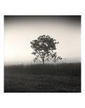 Tree, Study, no. 9-Andrew Ren-Framed Giclee Print