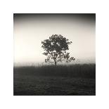 Tree, Study, no. 9-Andrew Ren-Framed Giclee Print