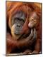 Premium Photographic Print