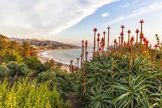 Overlooking Blooming Aloe in Laguna Beach, Ca-Andrew Shoemaker-Photographic Print