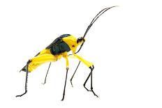 Giant Amazon Scarab Beetle (Coprophanaeus Lancifer) With Phoretic Mites, Iwokrama, Guyana-Andrew Snyder-Photographic Print