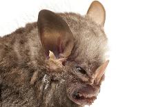 Little White-Shouldered Bat (Ametrida Centurio) Head Portrait, Surama, Guyana-Andrew Snyder-Framed Photographic Print