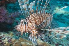 Scorpionfish (Common Lionfish) (Pterois Miles), Southern Thailand, Andaman Sea, Indian Ocean, Asia-Andrew Stewart-Photographic Print
