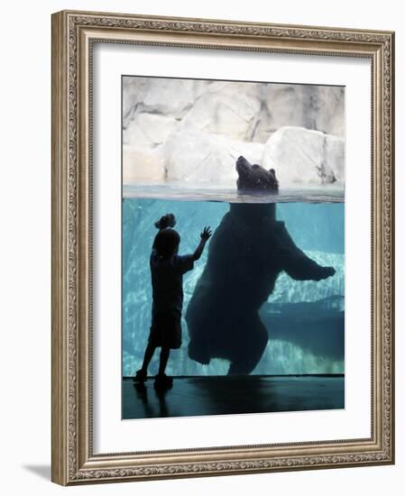 Andrew Zimmerman Watches a Grizzly Bear Swim in a Pool in the Exhibit at the Brookfield Zoo-null-Framed Photographic Print